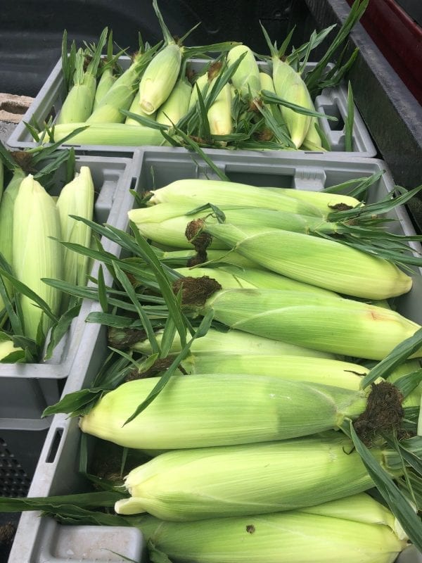 Sweet Corn | Stonehill Farms MN | Browerville, MN