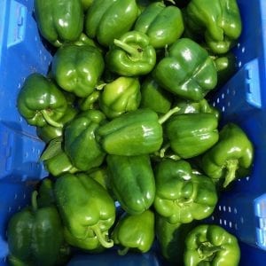 Green Peppers | Stonehill Farms MN | Browerville, MN