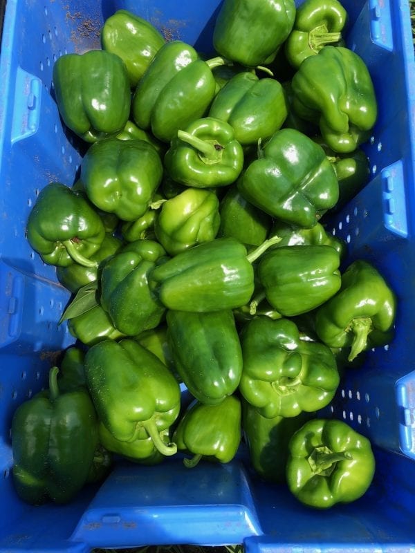 Green Peppers | Stonehill Farms MN | Browerville, MN