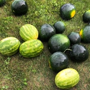 Watermelons | Stonehill Farms MN | Browerville, MN