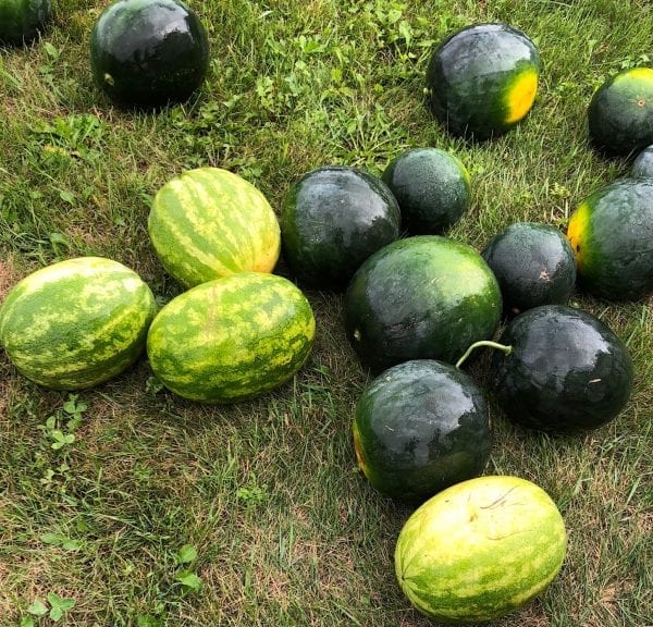 Watermelons | Stonehill Farms MN | Browerville, MN