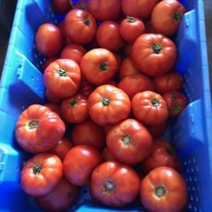 Tomatoes | Stonehill Farms MN | Browerville, MN