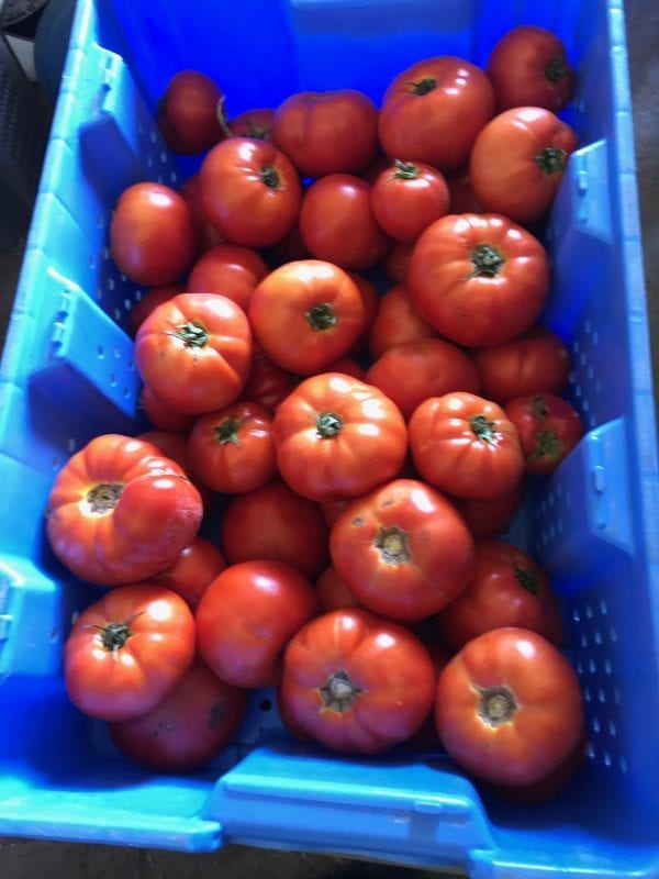 Tomatoes | Stonehill Farms MN | Browerville, MN